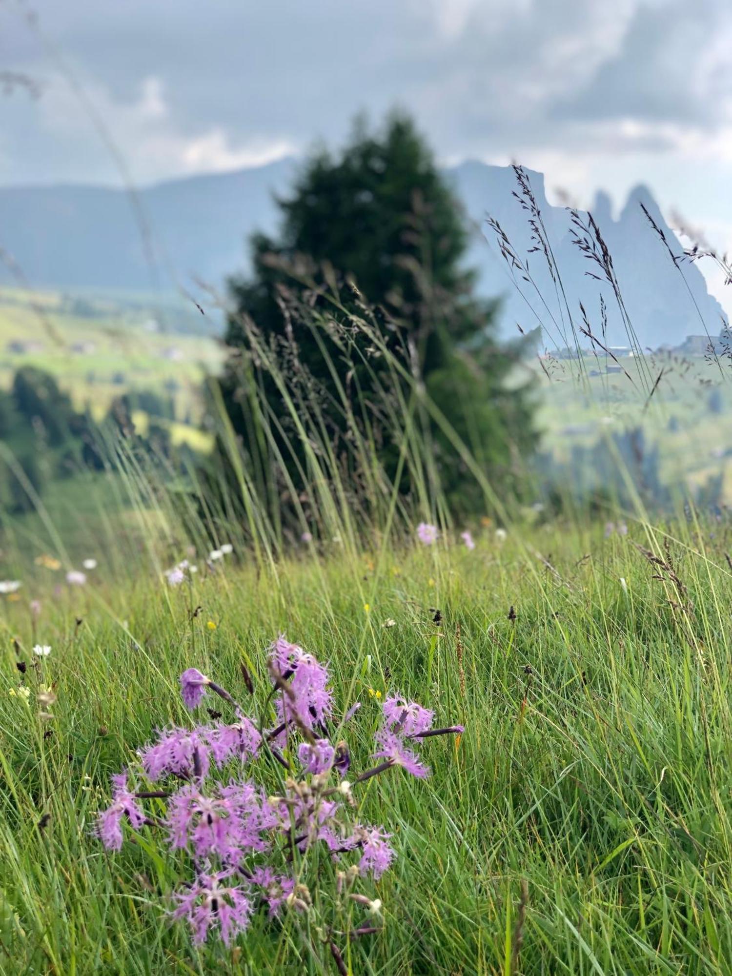 Sule Hof Agriturismo Ortisei Ngoại thất bức ảnh